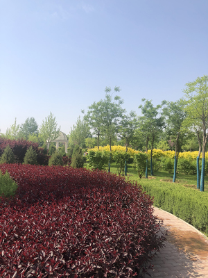 精品園林景觀設(shè)計(jì)與施工 打造生態(tài)宜居的綠化工程