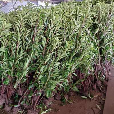 法國冬青基地批發(fā)、價(jià)格與園林綠化工程施工指南