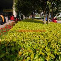 園林綠化工程施工與養護承包 打造綠色生態之美